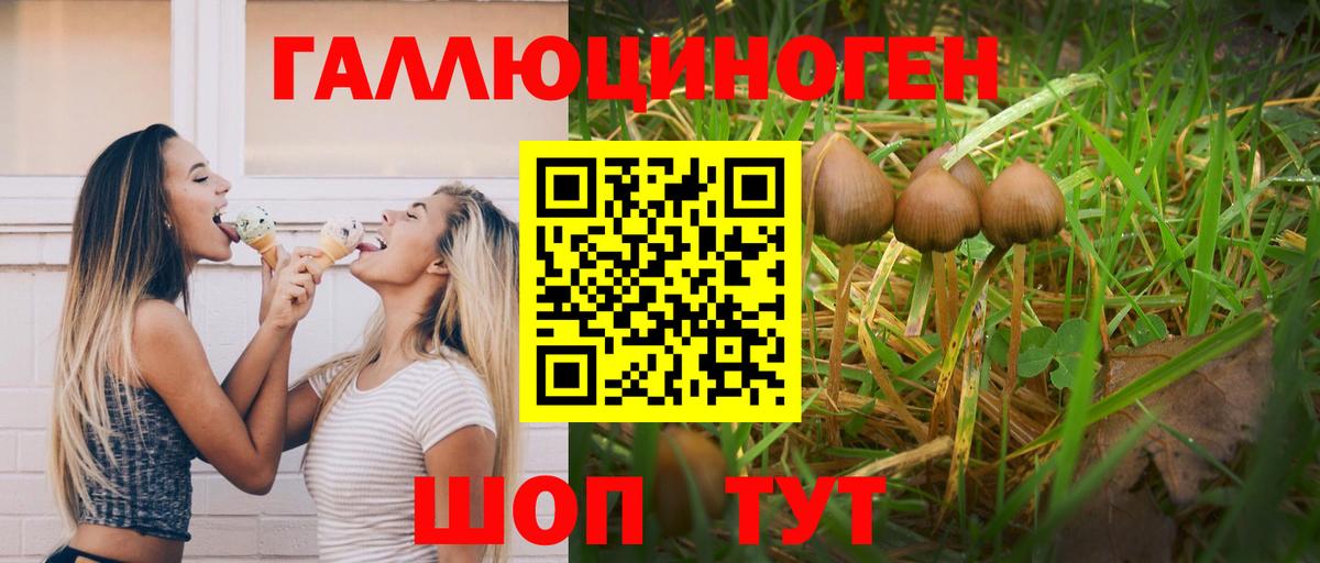 Псилоцибиновые грибы Psilocybe Нижнеудинск